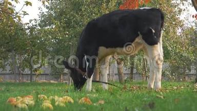 在花园里，小牛拴在树后，草地上，金色的秋天